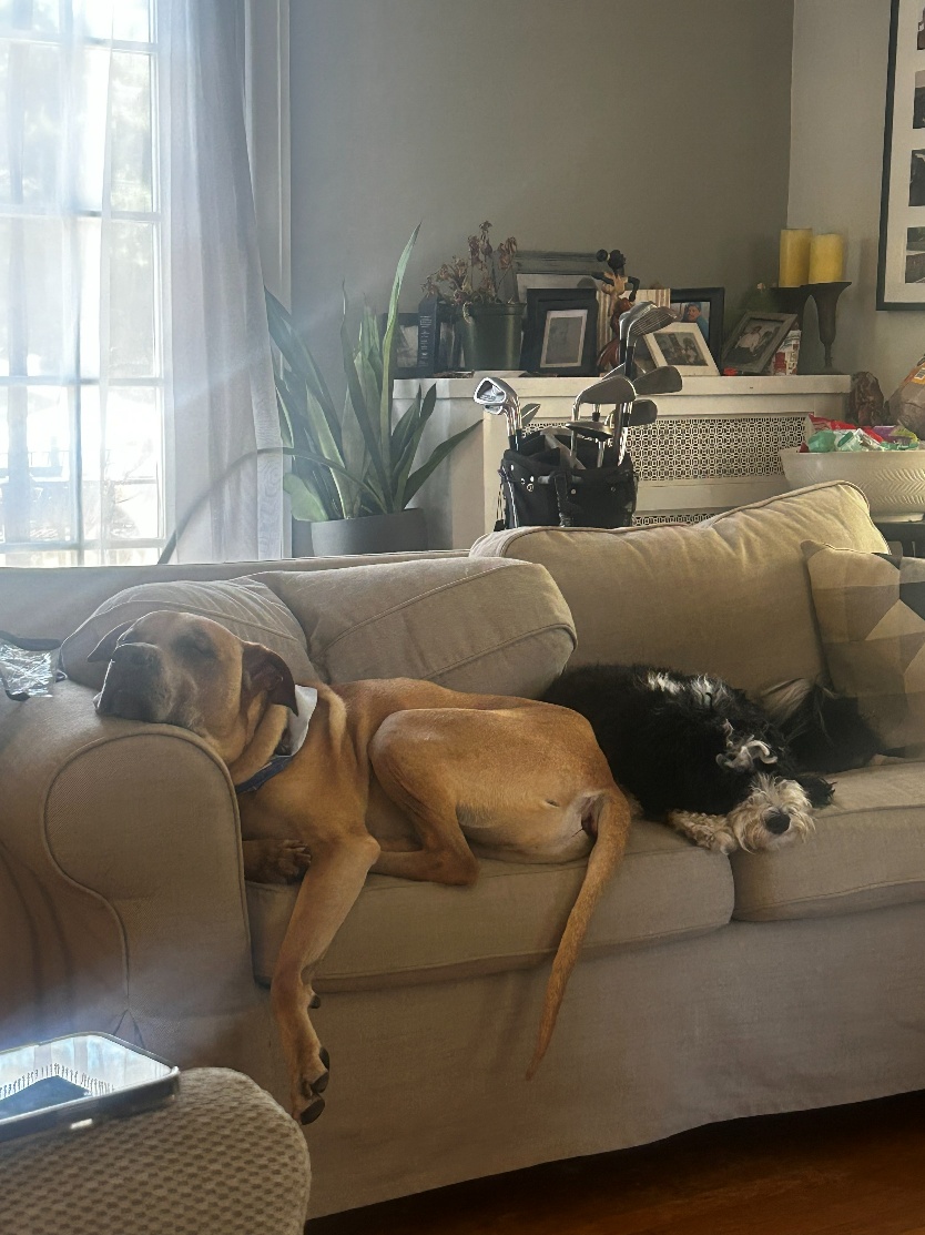 Bear and Tulip, the FRB dogs, asleep on the couch